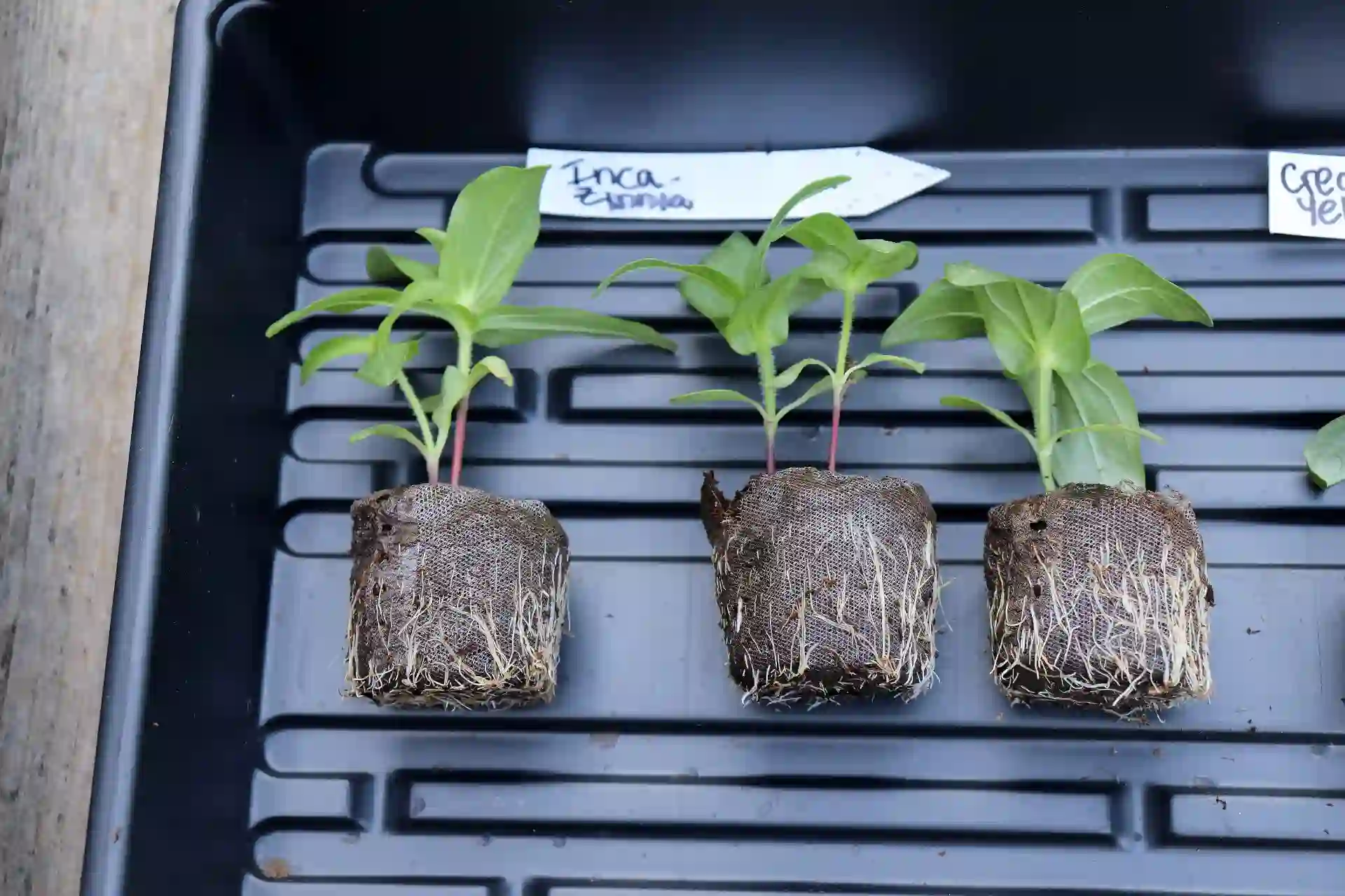 When to Start Zinnias Indoors — 5 Simple Steps